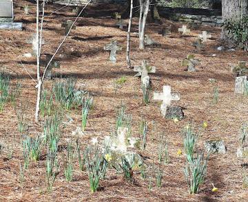 Cemetery with crosses